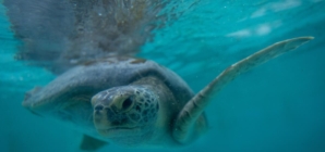 Long Beach aquarium doubles capacity to care for hurt sea turtles, like ‘Porkchop’