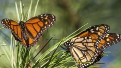 Monarch butterfly populations are at historic lows across West Coast
