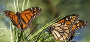 Monarch butterfly populations are at historic lows across West Coast