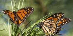 Monarch butterfly populations are at historic lows across West Coast