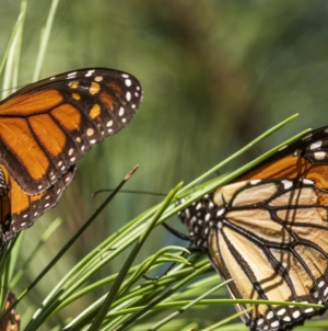Monarch butterfly populations are at historic lows across West Coast