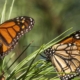 Monarch butterfly populations are at historic lows across West Coast
