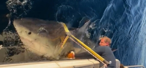 Atlantic’s largest great white shark, named Contender, returns to Florida waters after a year