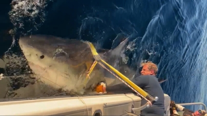 Atlantic’s largest great white shark, named Contender, returns to Florida waters after a year