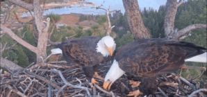 Second bald eagle egg laid at Big Bear Valley nest site in California