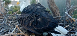 Big Bear bald eagles Jackie and Shadow welcome first egg of the year