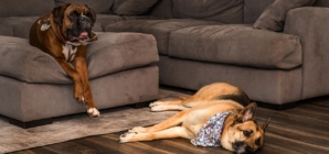 Ring uses AI and neighborhood cameras to reunite lost dogs