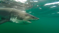 Great white shark Ernst, a female, is detected off Mississippi coast in Gulf waters