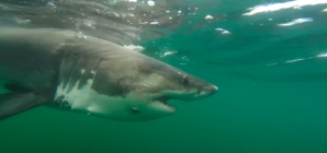 Great white shark Ernst, a female, is detected off Mississippi coast in Gulf waters