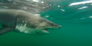 Great white shark Ernst, a female, is detected off Mississippi coast in Gulf waters
