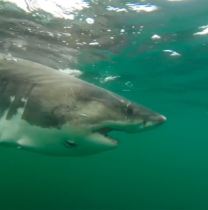 Great white shark Ernst, a female, is detected off Mississippi coast in Gulf waters