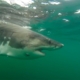 Great white shark Ernst, a female, is detected off Mississippi coast in Gulf waters