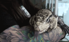 Exotic tegu ‘lizard in a blizzard’ found buried alive in Rhode Island snowstorm