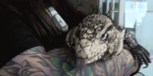 Exotic tegu ‘lizard in a blizzard’ found buried alive in Rhode Island snowstorm