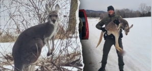 Escaped kangaroo stops traffic on Virginia highway before rescue