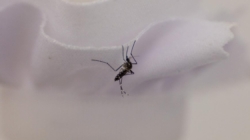 A mosquito-control tool faces a hurdle: getting L.A. property owners to pay