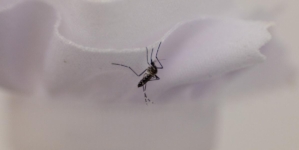 A mosquito-control tool faces a hurdle: getting L.A. property owners to pay