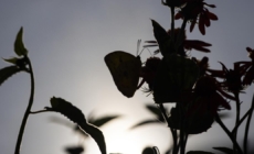 Photos: Butterfly Pavilion nets wide-eyed visitors
