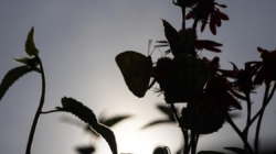 Photos: Butterfly Pavilion nets wide-eyed visitors