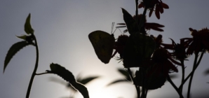 Photos: Butterfly Pavilion nets wide-eyed visitors