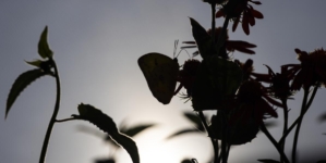 Photos: Butterfly Pavilion nets wide-eyed visitors