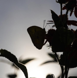Photos: Butterfly Pavilion nets wide-eyed visitors