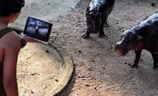 Man climbs into viral hippo Moo Deng’s enclosure