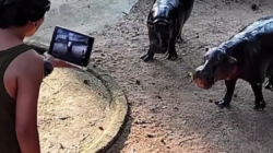 Man climbs into viral hippo Moo Deng’s enclosure