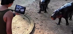 Man climbs into viral hippo Moo Deng’s enclosure