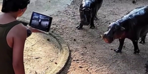 Man climbs into viral hippo Moo Deng’s enclosure