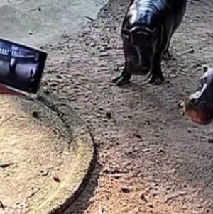 Man climbs into viral hippo Moo Deng’s enclosure
