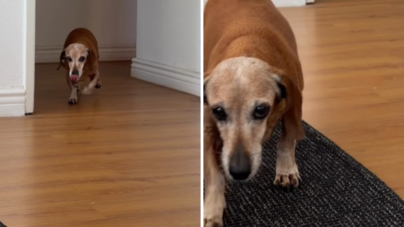Senior Dachshund Who’s Been Through ‘Every Season’ With Owner Melts Hearts