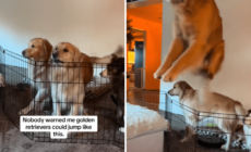 Golden Retriever Masters New Trick Owner Wasn’t Ready for—‘Olympic Event’ – Newsweek