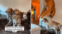 Golden Retriever Masters New Trick Owner Wasn’t Ready for—‘Olympic Event’ – Newsweek