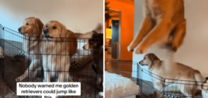 Golden Retriever Masters New Trick Owner Wasn’t Ready for—‘Olympic Event’ – Newsweek