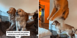 Golden Retriever Masters New Trick Owner Wasn’t Ready for—‘Olympic Event’ – Newsweek