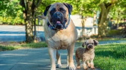 Big Dog or Small Dog? What Your Choice Says About You, According to Expert