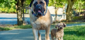 Big Dog or Small Dog? What Your Choice Says About You, According to Expert