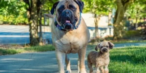 Big Dog or Small Dog? What Your Choice Says About You, According to Expert