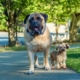 Big Dog or Small Dog? What Your Choice Says About You, According to Expert