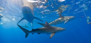 Cocaine, caffeine and painkillers consumed by sharks in Bahamas, study finds