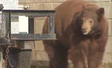 Bear euthanized, cubs orphaned, over objections of SoCal city leaders