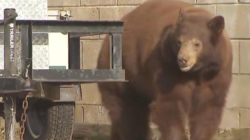 Bear euthanized, cubs orphaned, over objections of SoCal city leaders