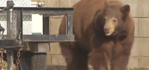 Bear euthanized, cubs orphaned, over objections of SoCal city leaders
