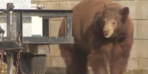 Bear euthanized, cubs orphaned, over objections of SoCal city leaders