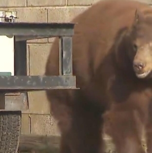 Bear euthanized, cubs orphaned, over objections of SoCal city leaders