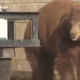 Bear euthanized, cubs orphaned, over objections of SoCal city leaders