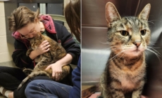 Cat found in stranger’s basement returned to family after 5 years