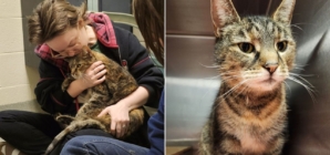 Cat found in stranger’s basement returned to family after 5 years