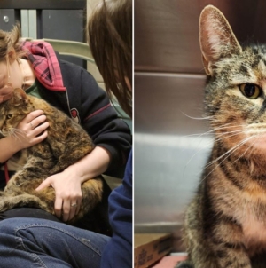 Cat found in stranger’s basement returned to family after 5 years